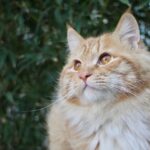 cat, pet, feline, nature, orange cat, animal