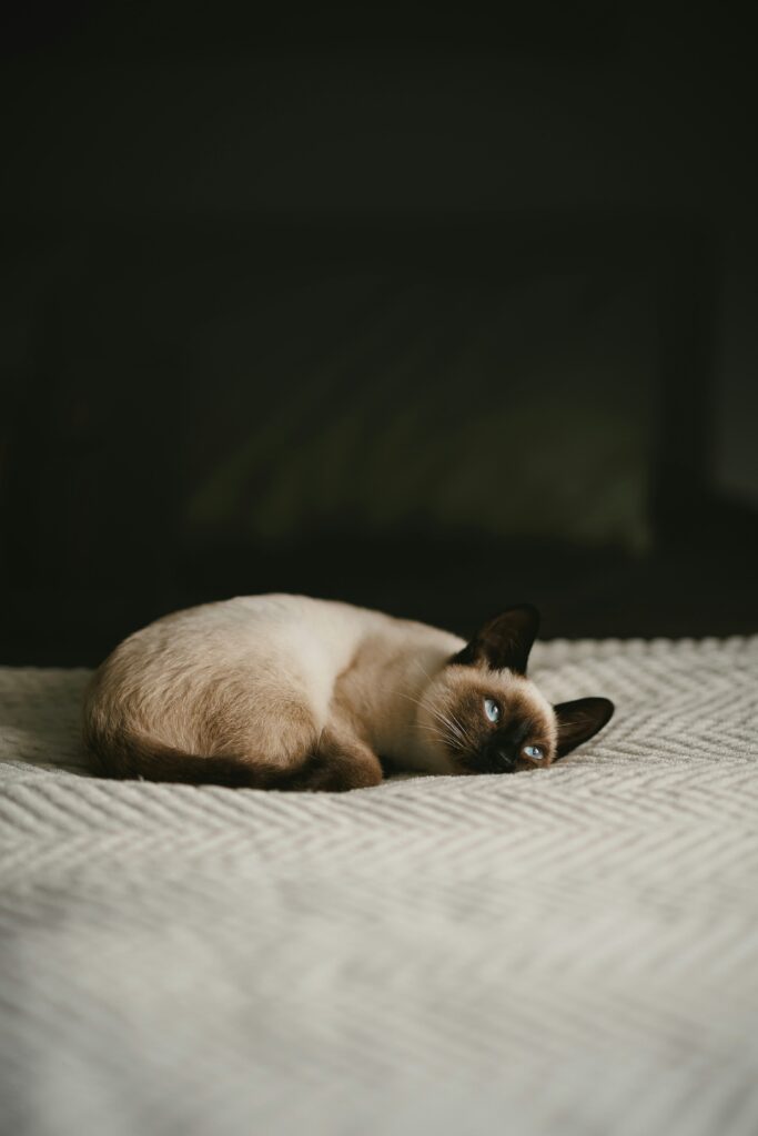 andy-bodemer-HSfSpZ7VzV0-unsplash About Us