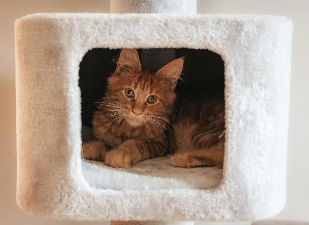orange cat in a cat box