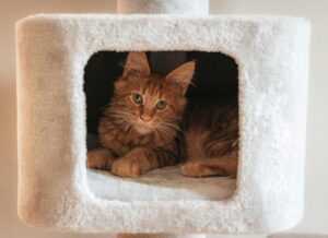 orange Maine Coon in one of the best cat trees for apartments and small spaces