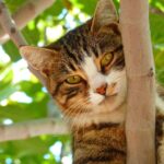 Best Cat Trees for Apartments Small Spaces