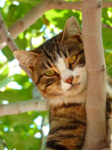 tabby cat in a tree