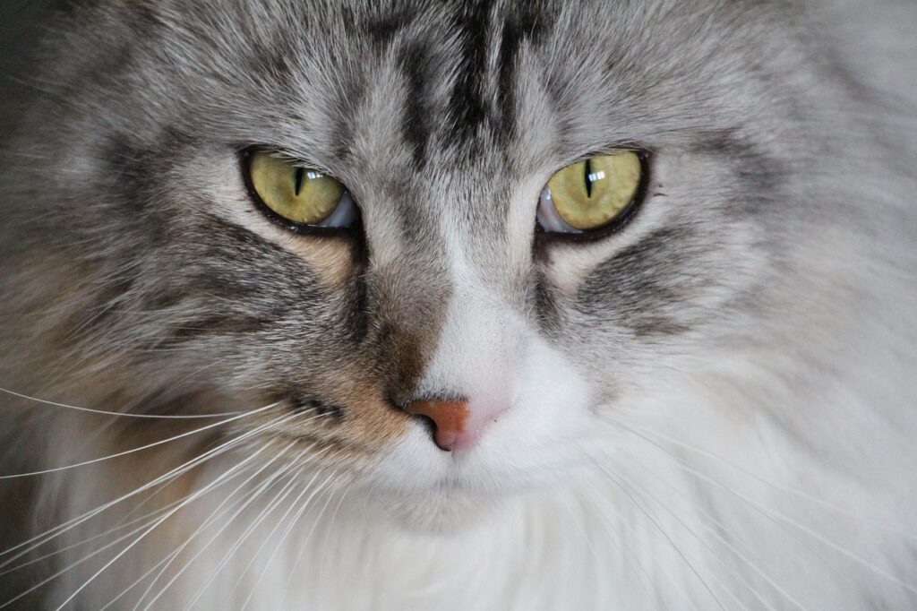 cat, main coon, nature, pet, maine coon cat, maine coon, maine-coon, cat face, mainecoon, domestic cat cat eyes, domestic cat, animal, domestic animal, mackerel, longhair cat