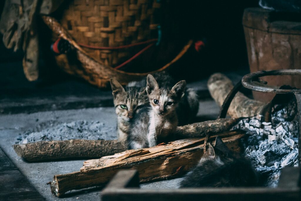 giorgia-doglioni-7H_0EqvON0U-unsplash About