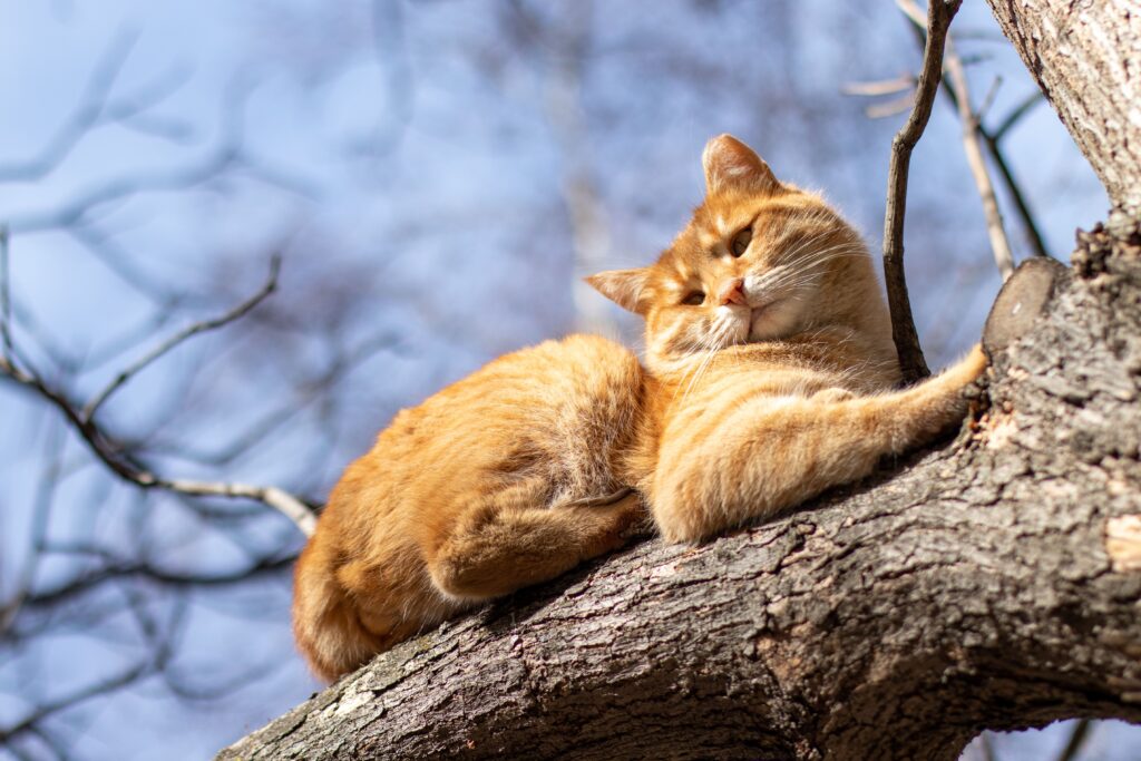 Best Cat Trees for Apartments and Small Spaces