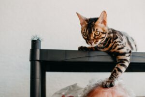tabby cat high on a shelf