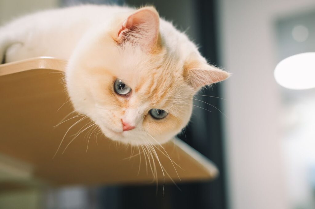 Best Cat Wall Shelves