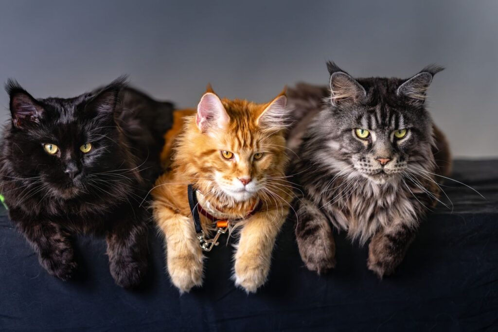 Best Self Cleaning Litter Box Best Self-Cleaning Litter Box - Mulit-Cat Homes