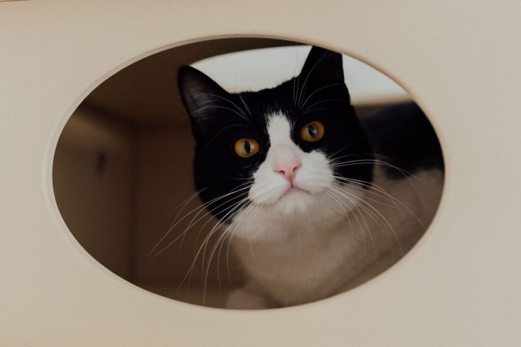 Best Litter Box Furniture & Enclosures