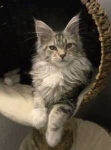 young Maine coon
