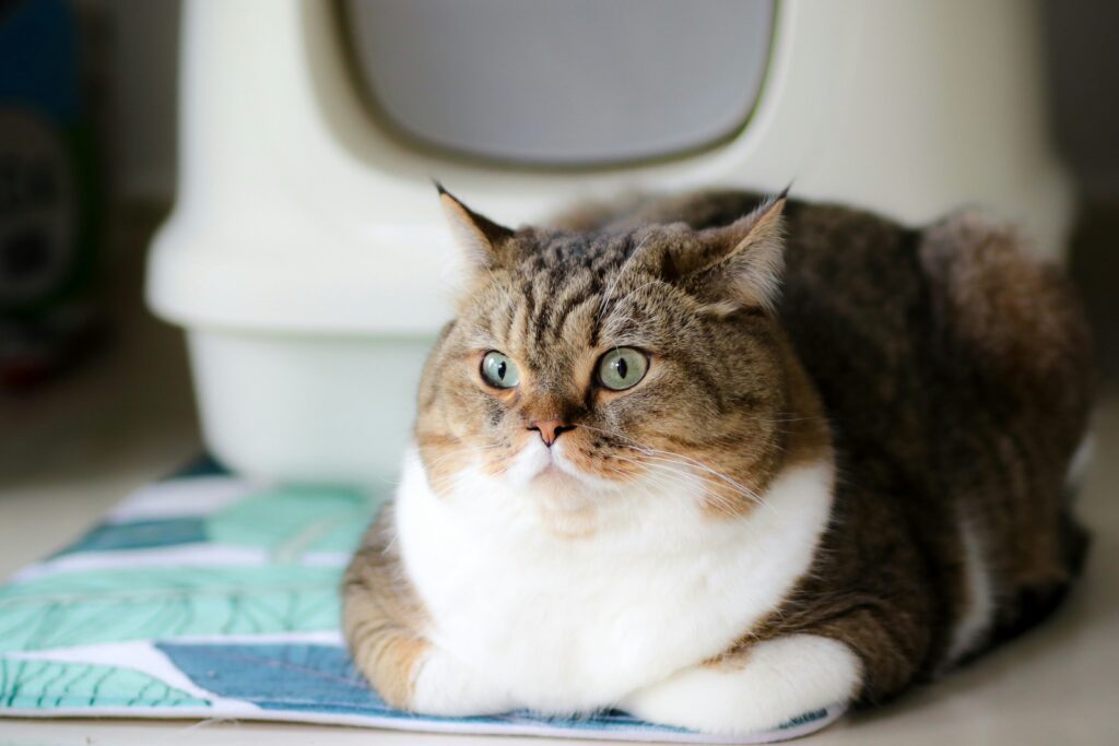 Cat Litter Boxes Litter Boxes