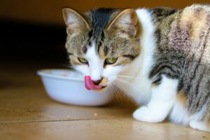 tabby cat licking his lips after eating natural Cat food