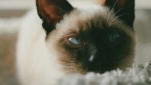 up close view of face of Siamese kitten