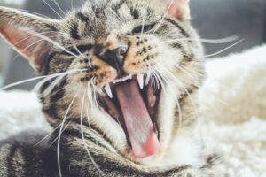 tabby cat showing off his teeth and good dental health