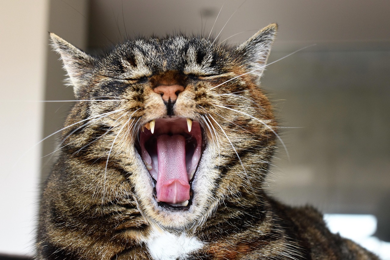 tabby cat yawning and showing teeth