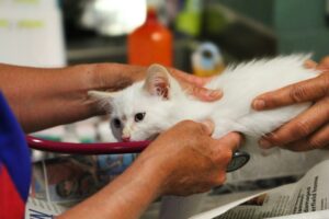 white kitten at the vet being examined 