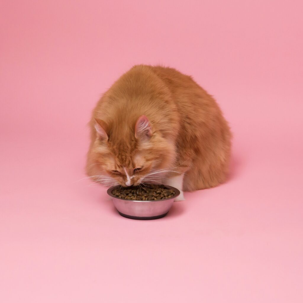 fluffy orange cat with pink background eating from a bowl