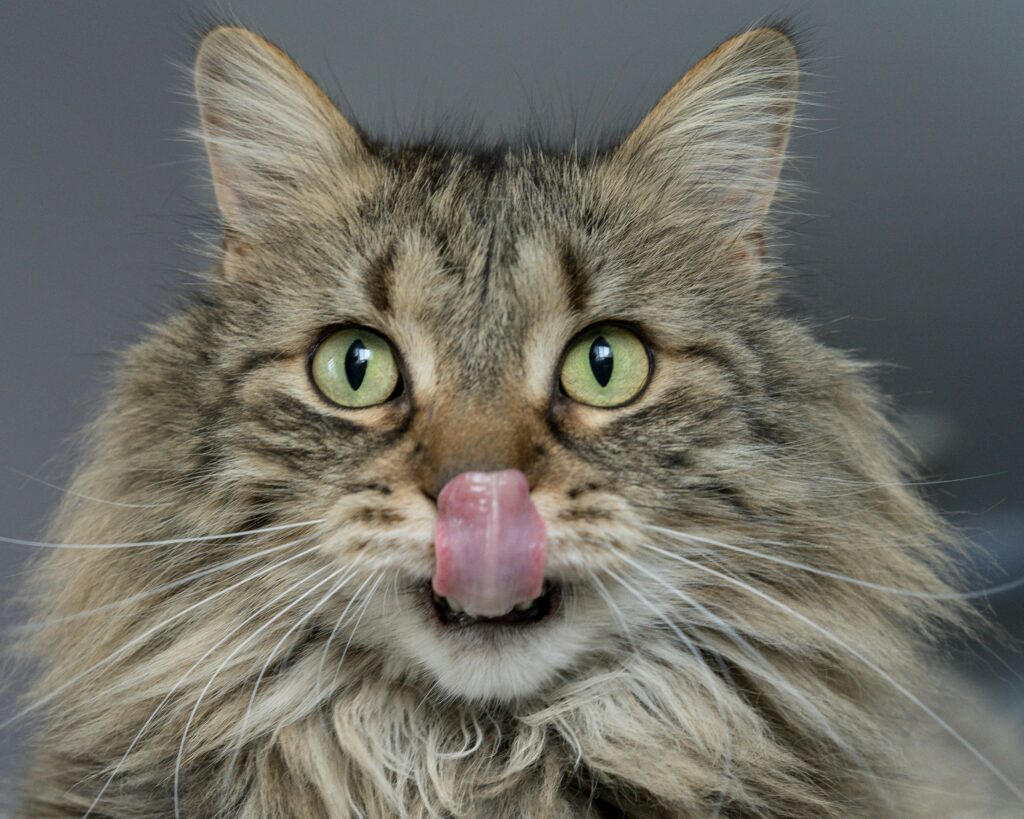 long haired tabby cat licking lips after some Smalls Cat food review