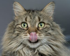 long haired tabby cat licking lips after some Smalls Cat food review