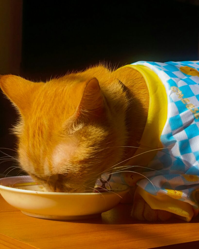 a ginger cat in a blue shirt eating the best limited ingredient cat food