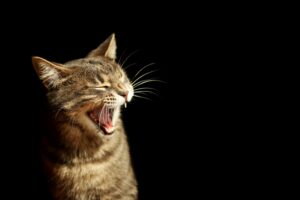 tabby cat showing his teeth and the importance of cat dental insurance