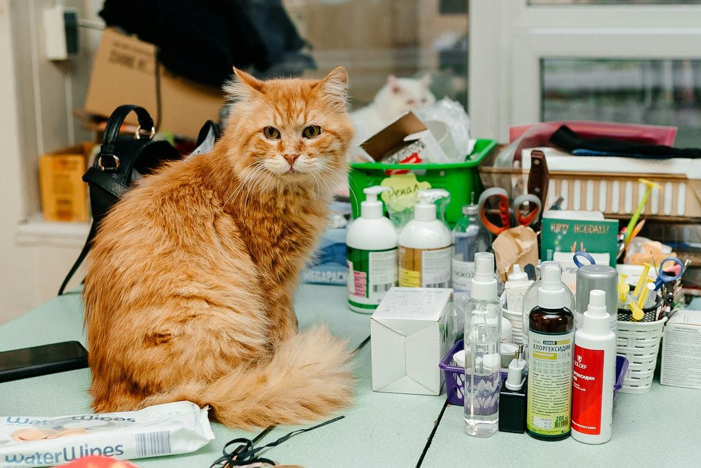 orange Maine Coon at the vet's office