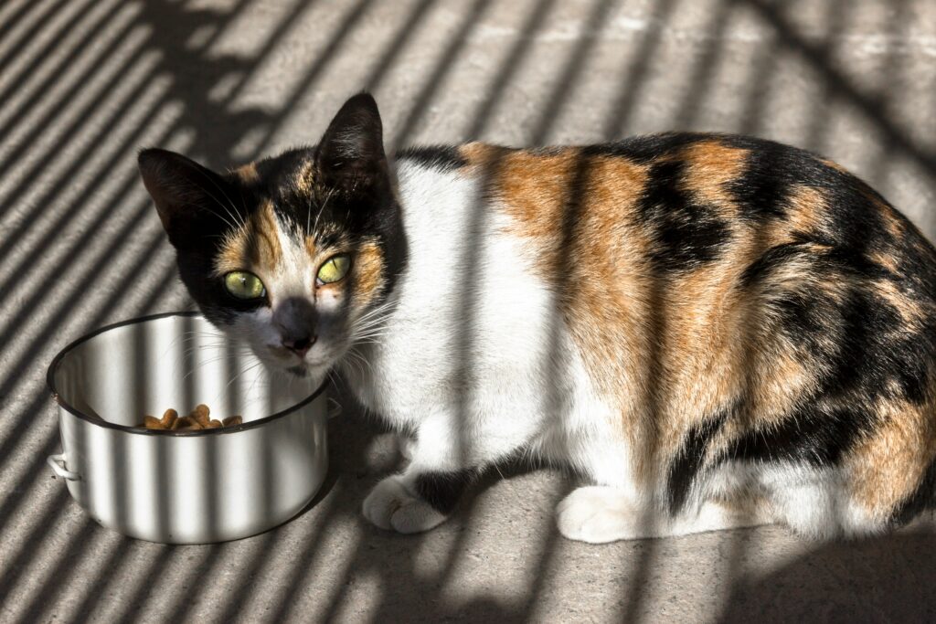 calico cat eating natural Cat food with the shadow lines of venetian blinds