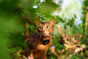 young cat outside among green leaves wearing one of the best cat GPS trackers