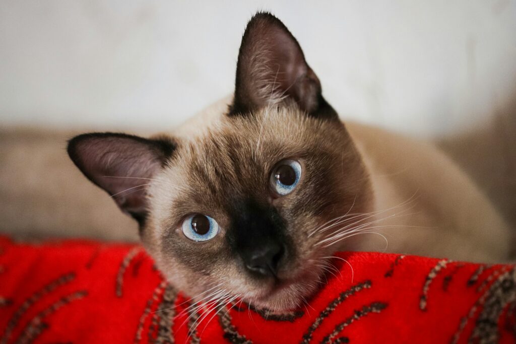 Siamese cat resting head on red chair, showing Siamese cat personality