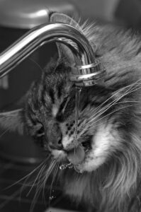 Maine coon cat drinking water from faucet to keep hydrated. 