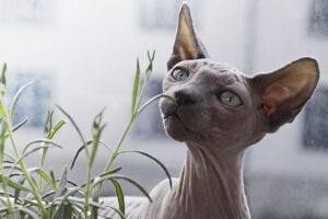 hairless cat smelling a green herb, as we ask are any cat breeds really hypoallergenic?