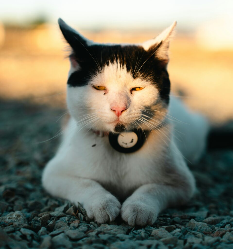 black and white cat wearing cat tech cat GPS tracker collar