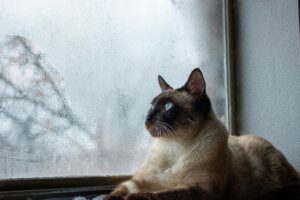siamese cat looking out the window