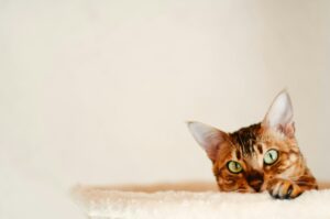 Bengal cat, head and paw