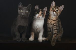3 different cats, awaiting results of cat DNA test kit