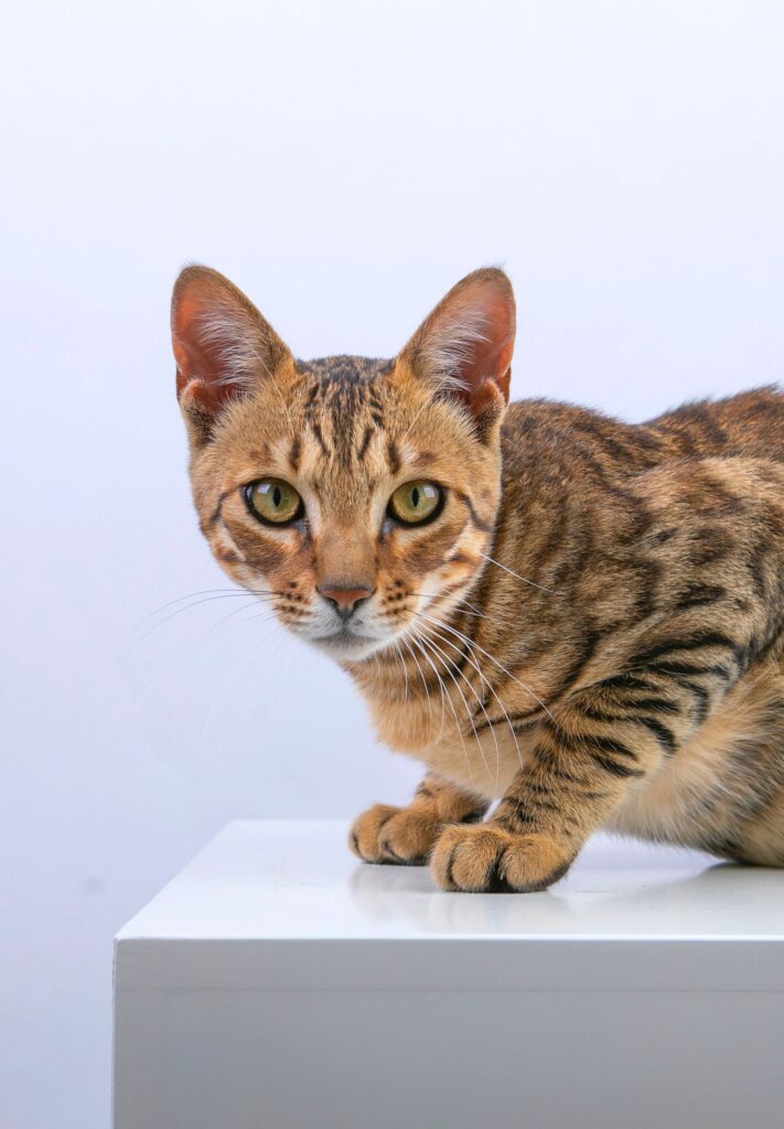 Close-up portrait of a Bengal cat with striking markings and intense gaze on a white background.