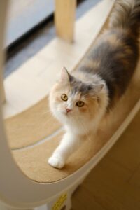 Adorable fluffy cat playing on an indoor scratching post.