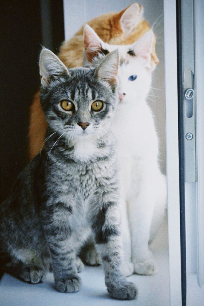 A delightful trio of cats including a gray tabby, white, and orange cat sitting together on a windowsill.