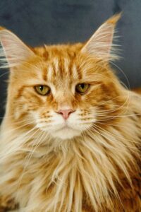 Detailed close-up of a Maine Coon cat's face, showcasing its long fur and striking features.