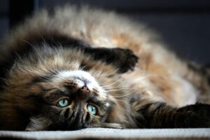 Relaxed long-haired tabby cat with green eyes resting on a carpet inside a home.