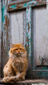 Orange fluffy cat resting outside a worn, peeling wooden door with rustic charm.