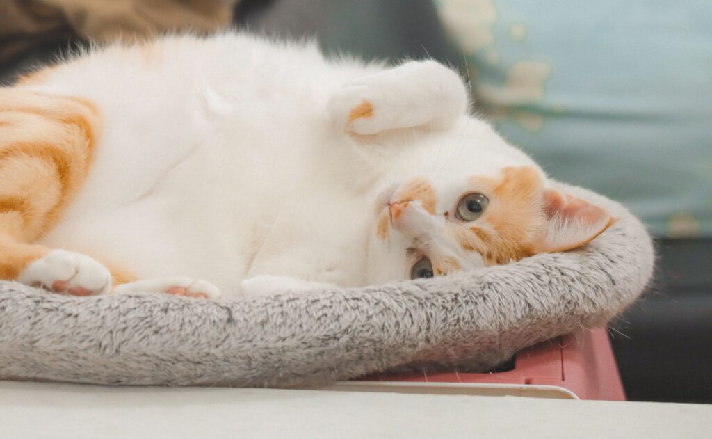 adorable orange and white cat lying in bed and demonstrating cat health & wellness