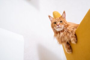 Adorable Maine Coon cat relaxing on a modern yellow chair indoors. Maine coon characteristics.