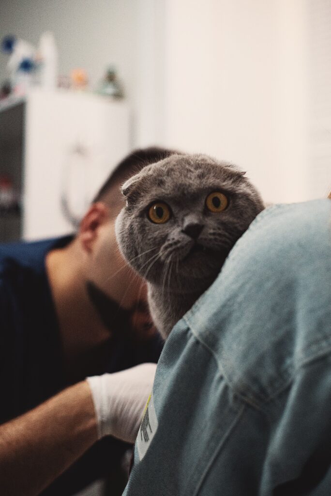 A cute Scottish Fold cat peeks over the shoulder in a vet's office. Perfect for pet and animal themes.