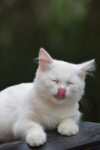 lovely white cat licking lips after eating from an automatic cat feeder for wet food