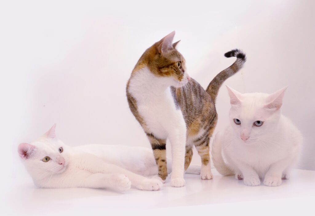 2 white cat and a mixed cat, waiting for the cat DNA test