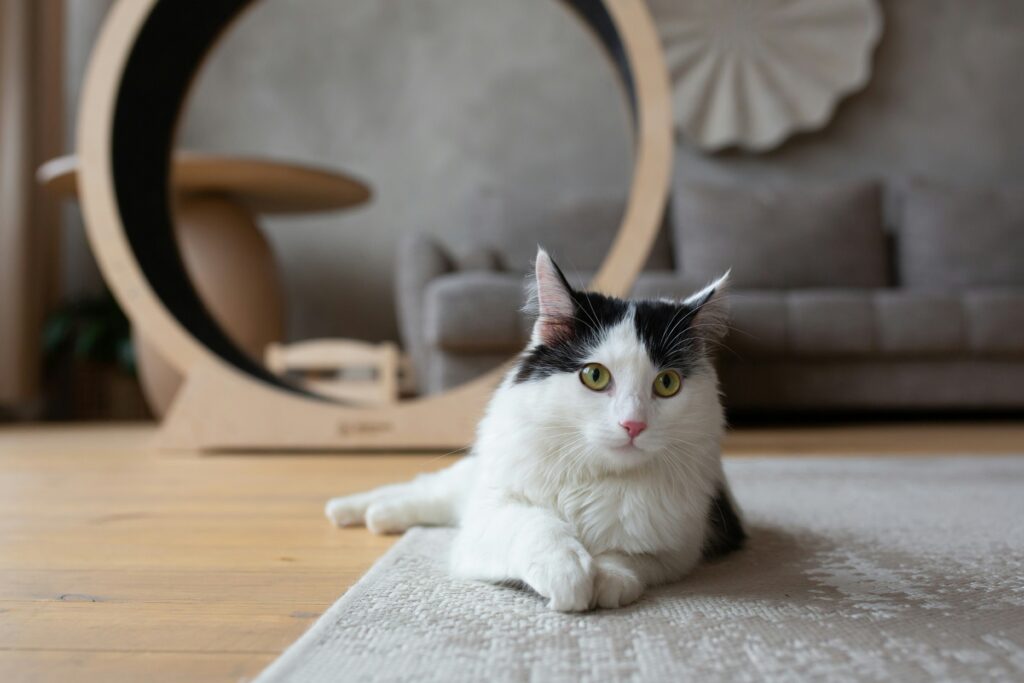 black and white cat sitting in front of one of the best cat exercise wheels for indoor cats