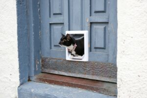 tuxedo cat exiting a microchip cat door