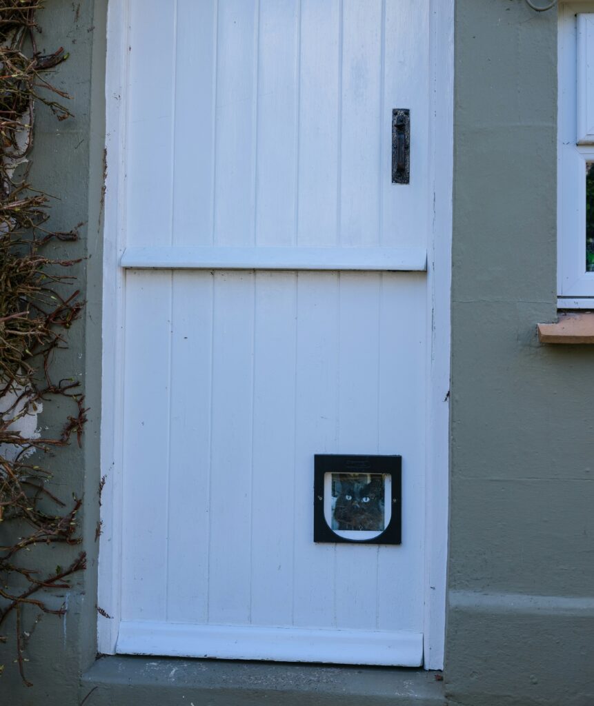 black cat looking out from a microchip cat door
